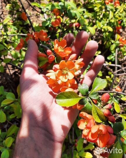 Айва японская хеномелес