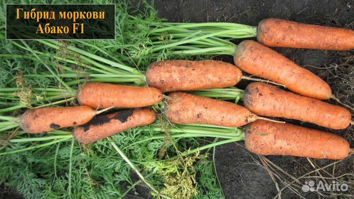 Семена Морковь Абако F1 (Abaco F1) Seminis