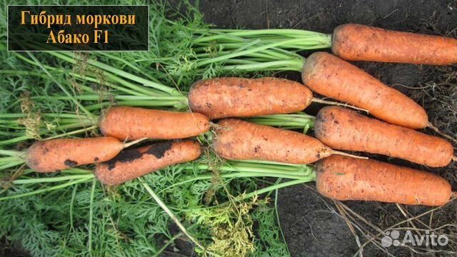 Семена Морковь Абако F1 (Abaco F1) Seminis