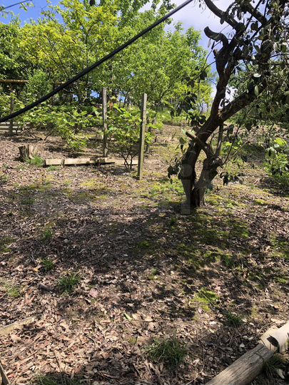 Участок 6,9 сот. (СНТ, ДНП)