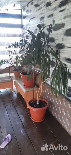 Комнатные цветы