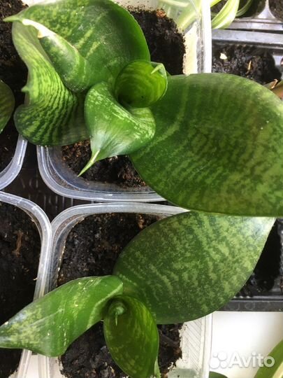 Сансевиерия ханни