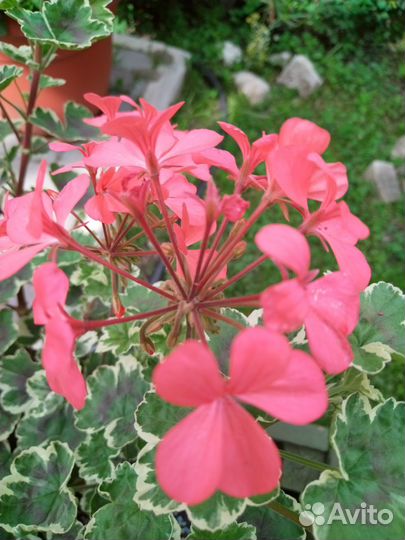 Пеларгония герань