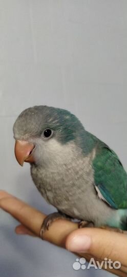 Ручные выкормыши монаха он же квакер