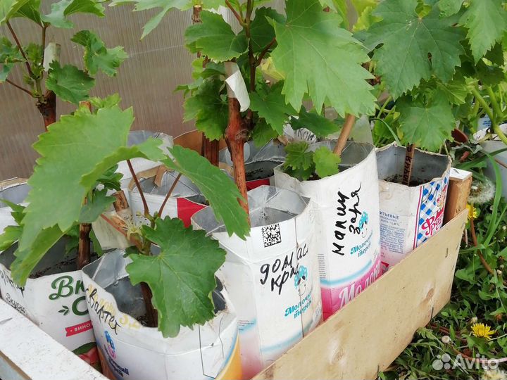 Саженцы винограда аватар