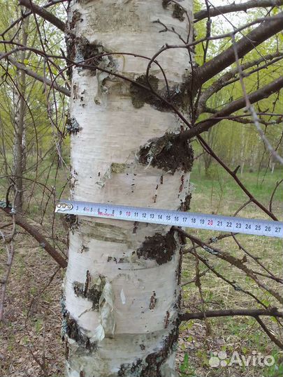 Дрова бесплатно