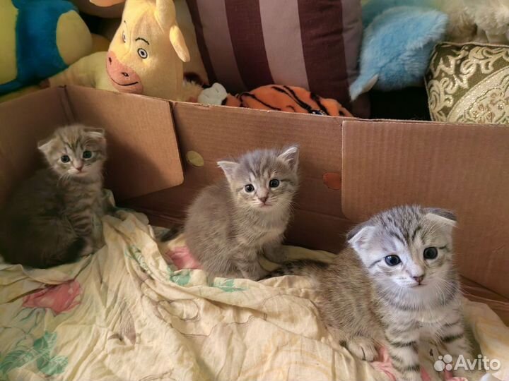 Котята в добрые руки