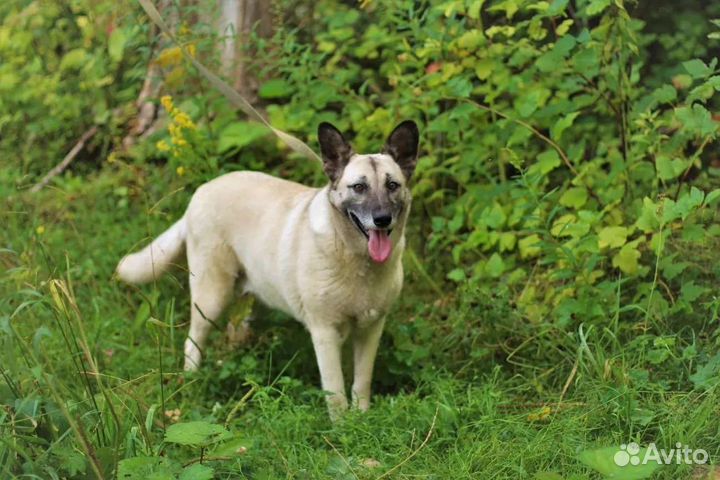 Собака в добрые руки