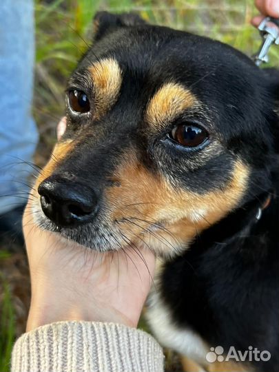 Собака в добрые руки