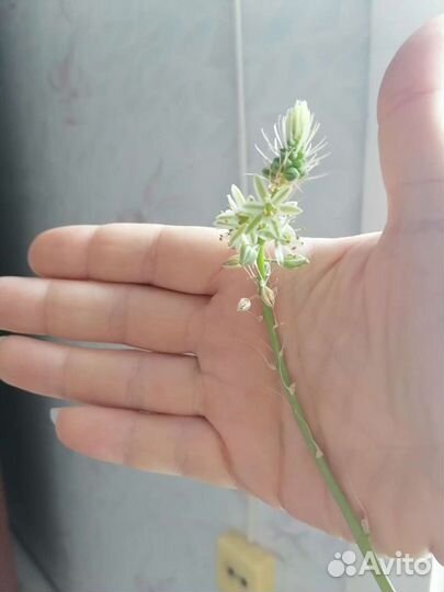 Индийский лук