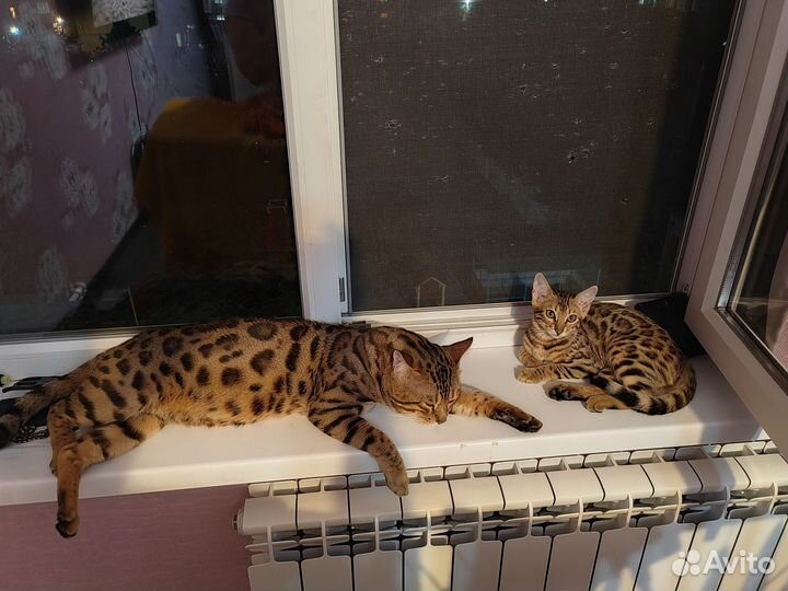 Бенгальские котята
