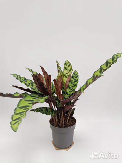 Калатея Лансифолия