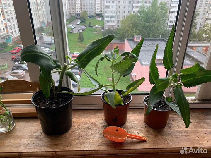 Каланхоэ лечебное