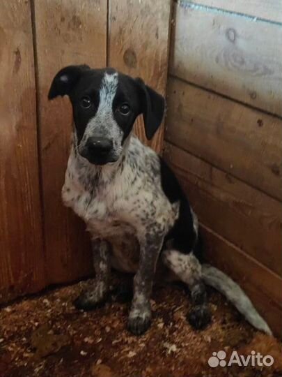 Щенок из приюта