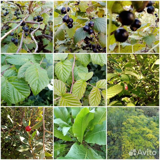 Зелень/черная смородина/чайные наборы