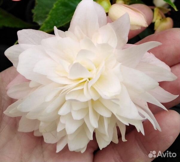 Бегония белекония белая