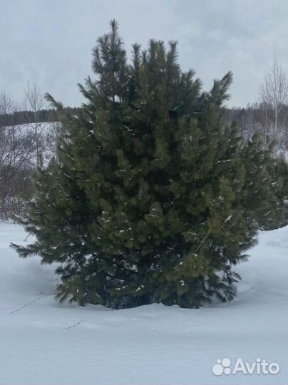 Сосна кедровая