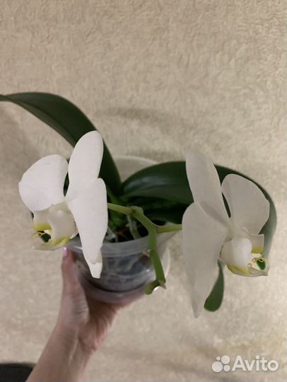Орхидея фаленопсис