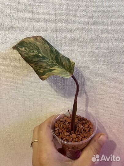 Филодендроны