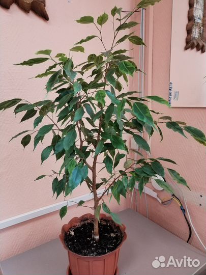 Фикус бенджамина