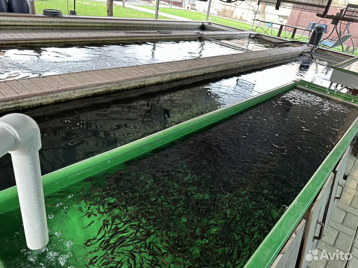 Малек форели