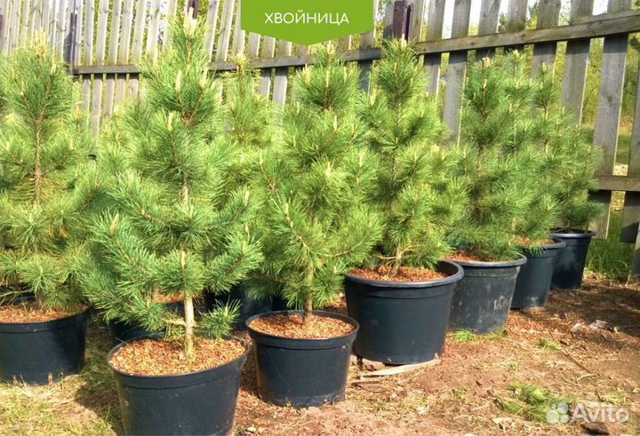 Сосна обыкновенная 5-7 м