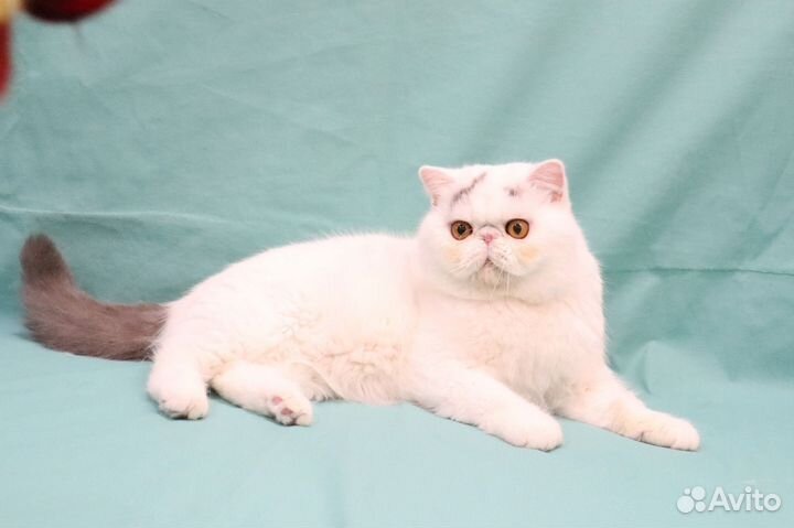 Персы и экзоты из питомника