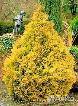 Туя Рейнголд