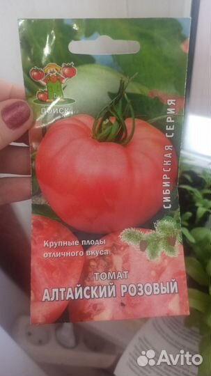 Рассада помидор