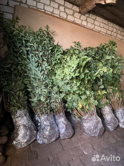 Саженцы жимолости оптом