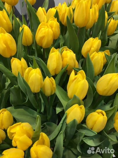 Тюльпаны к 8 марта