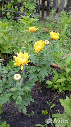 Хризантема кустовая