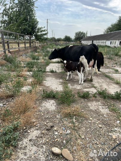 Голштинская корова