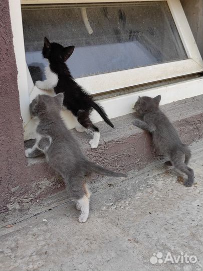 Котята ищут дом