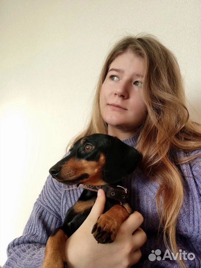 Передержка собак