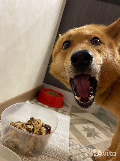 Вязка кобель карело финской лайки