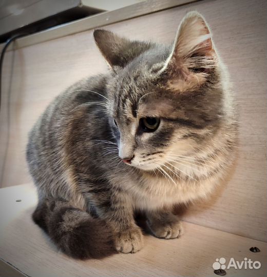 Котёнок в беде