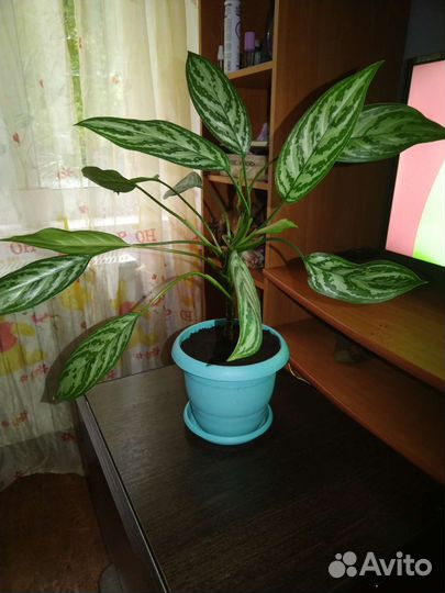 Аглаонема сильвер