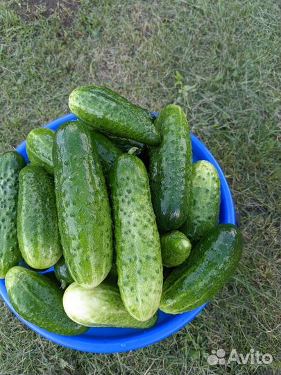 Огурцы свежие домашние