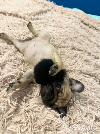 Мопс девочка