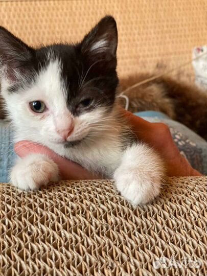 Котенок в дар 1,5 мес девочка