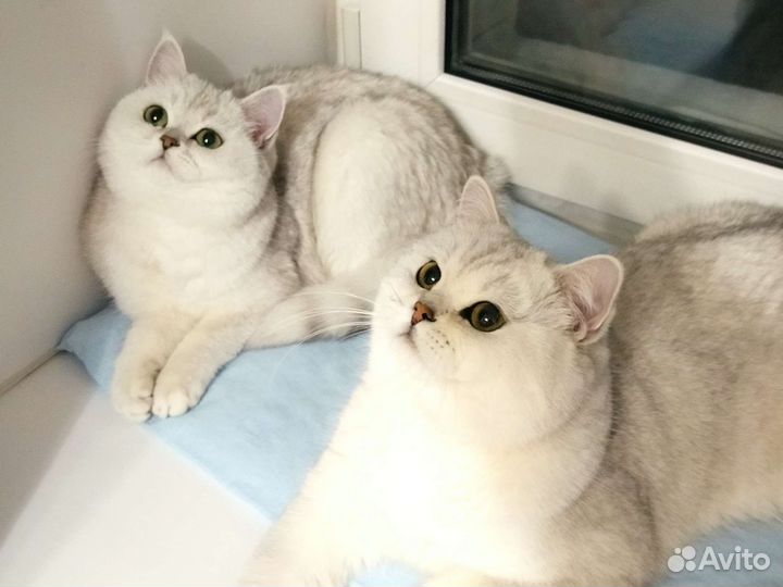 Шикарные котята