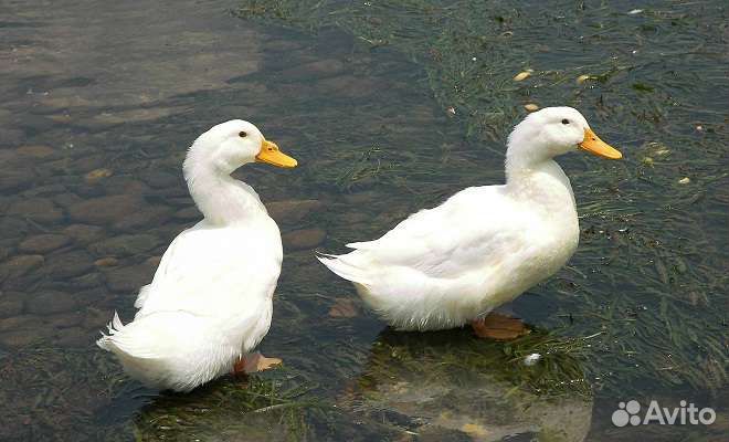 Утка домашняя мясо