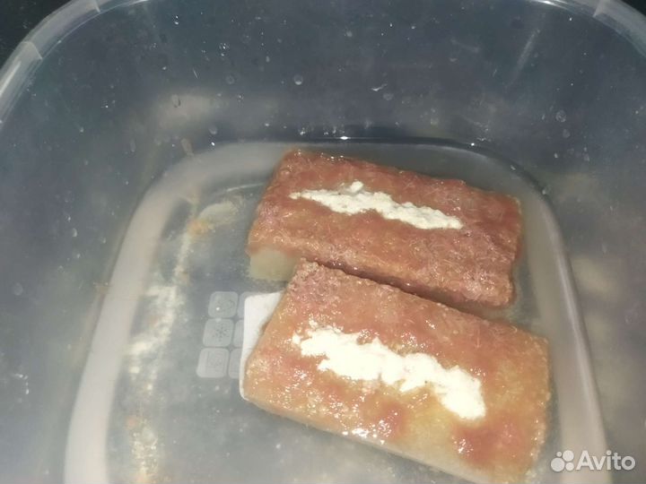Живой корм Изя. Аулофорус