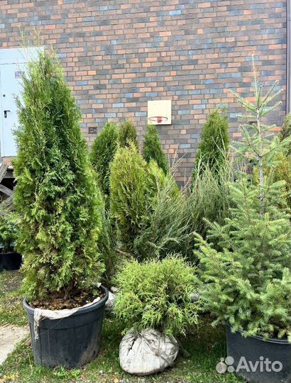 Можжевельник Андорра Компакт