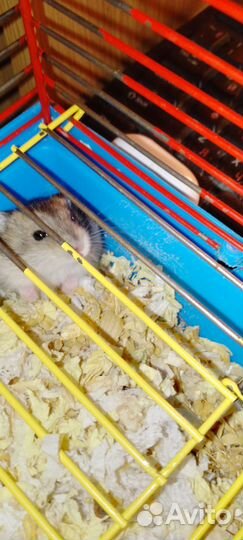 Продаю джунгарских хомячков