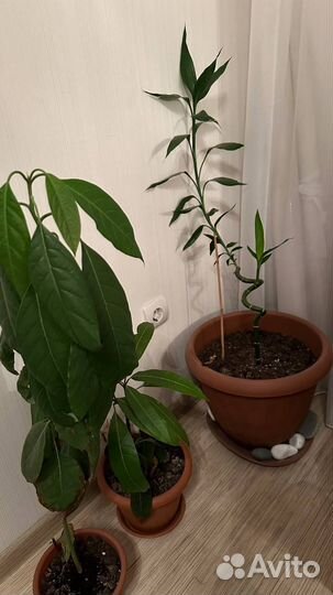 Растения в горшках