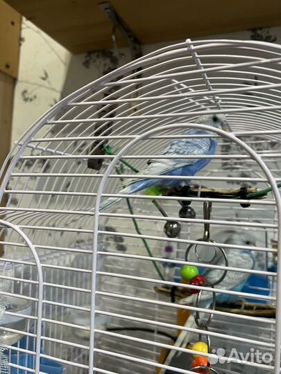 Волнистый попугай самец