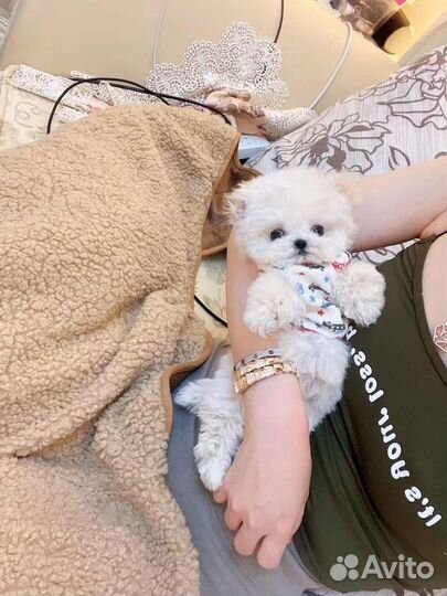 Мальтипу микро импорт Бишон Фризе men экстра микро