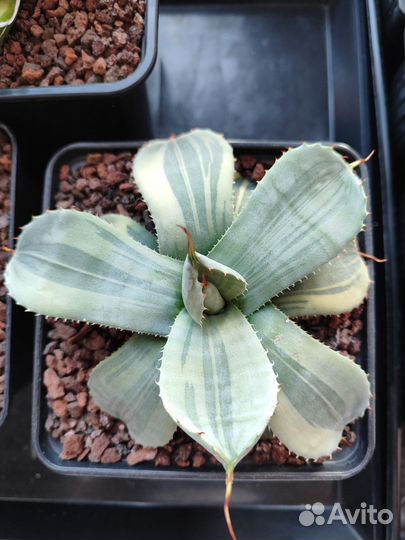 Агавы разные 2